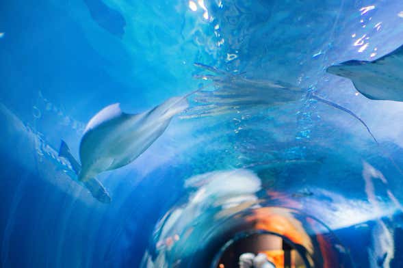 Entrada al Aquarium of the Bay