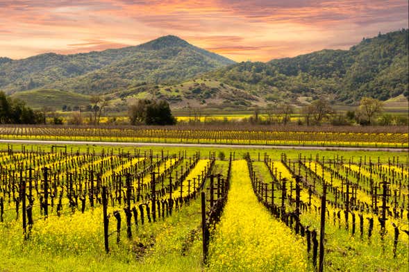 Excursión a los valles de Napa y Sonoma