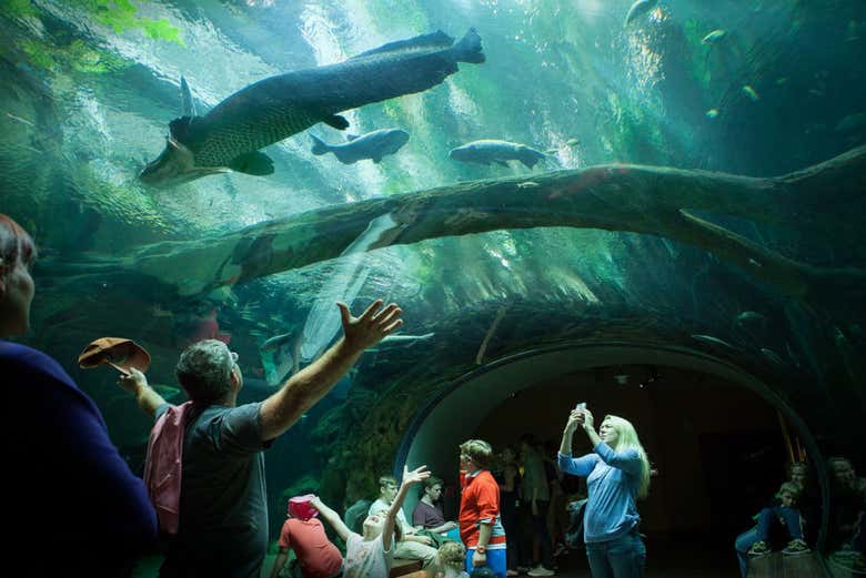 Acuario en la Academia de las Ciencias de California