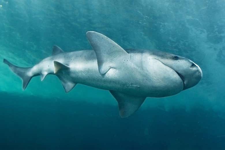 Atravesando el túnel de los tiburones 