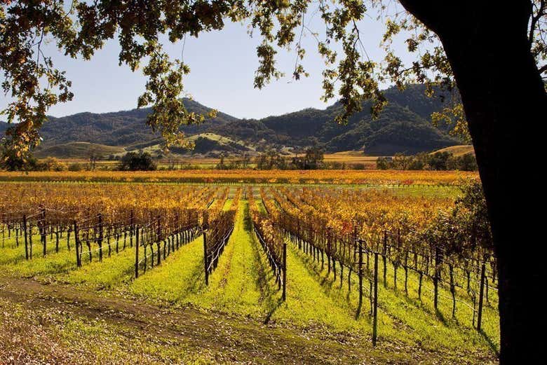 Valle del Napa